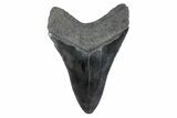 Serrated, Fossil Megalodon Tooth - South Carolina #362187-1